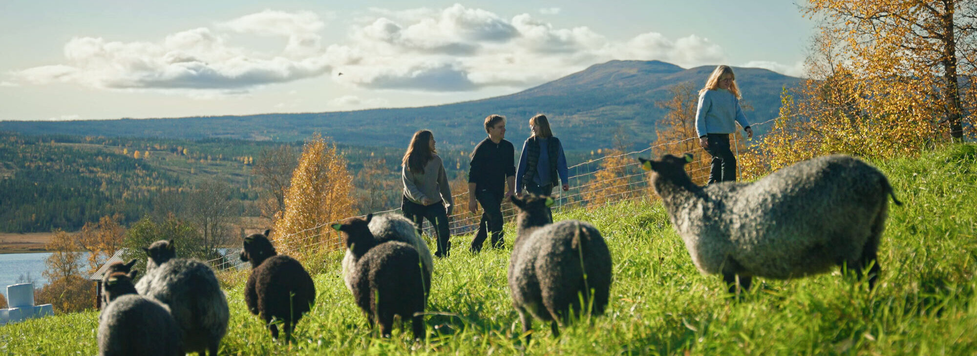 fyra personer och får i hage på fjället