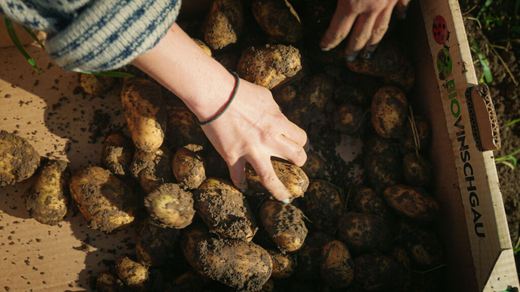 nyskördard potatis